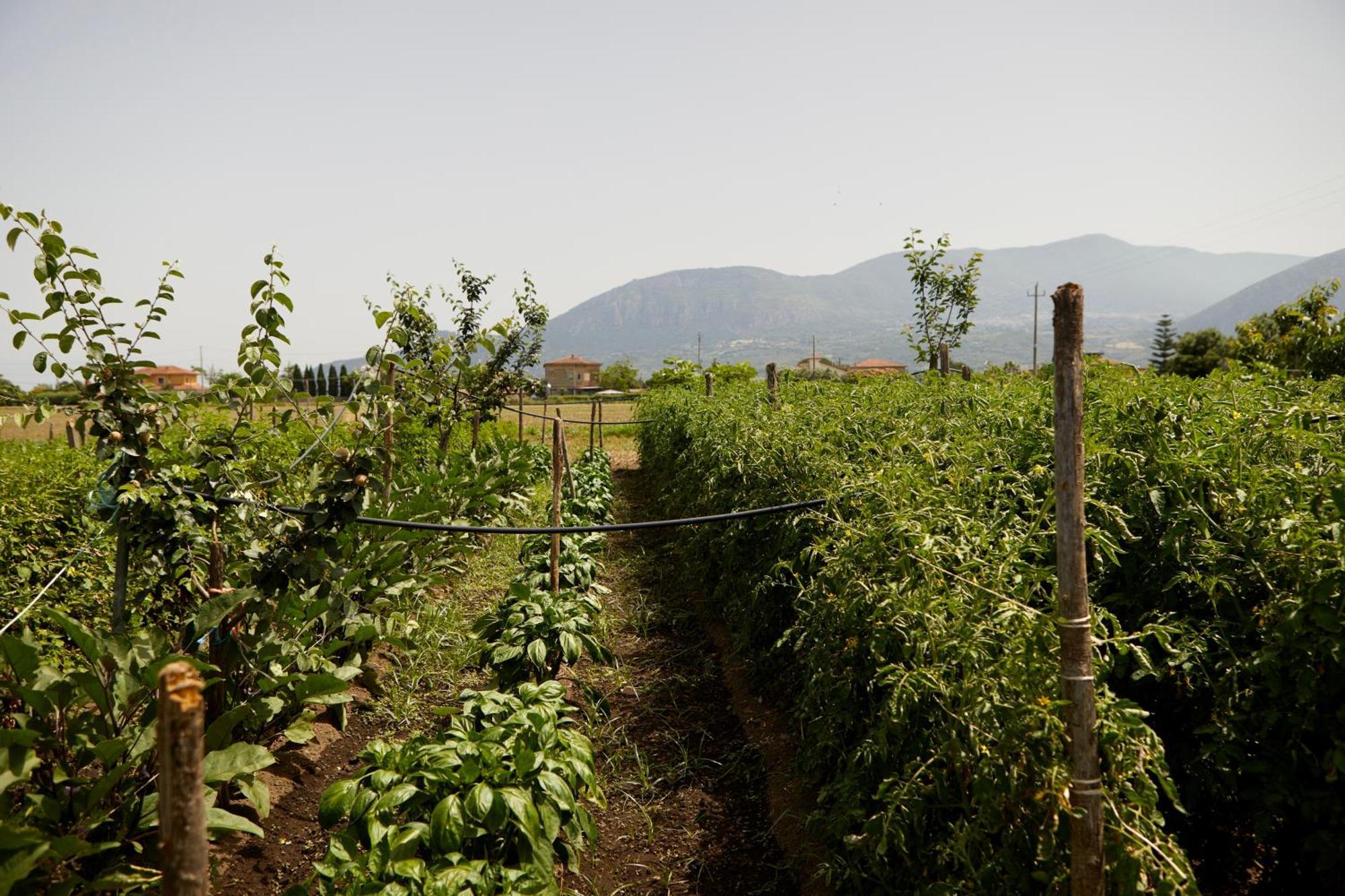 Вилла Il Vecchio Frantoio Stella Cilento Экстерьер фото